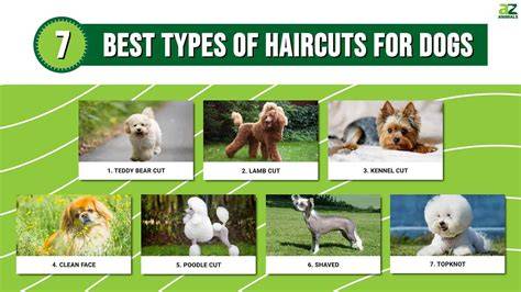 Different Haircuts For Dogs