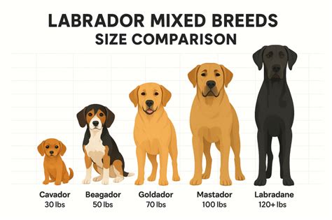 Different Labrador Poses and Breeds