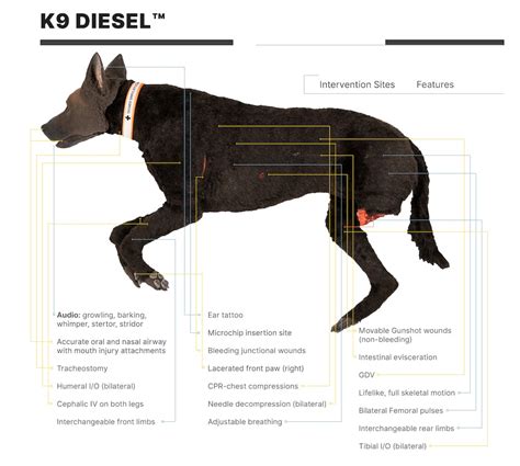 Different Paths in K9 Training