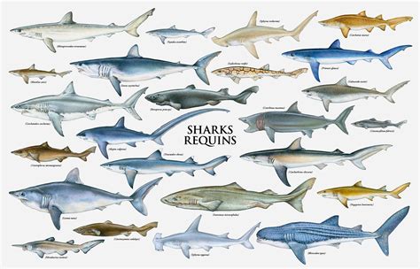 Different Sharks Chart