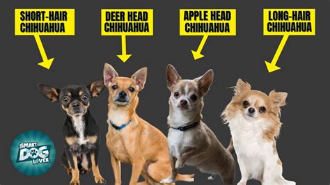 7 Types of Chihuahuas You’ll Love in 2022