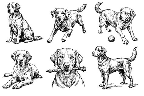 Different Styles of Labrador Art