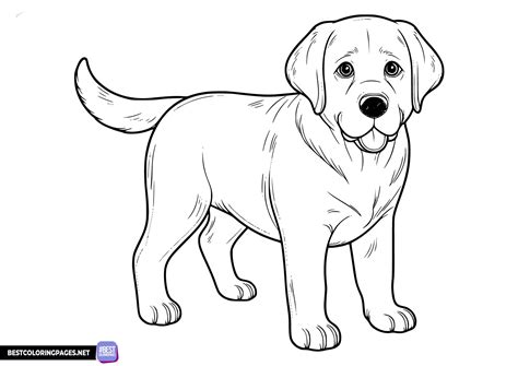 Different Styles of Labrador Coloring Sheets