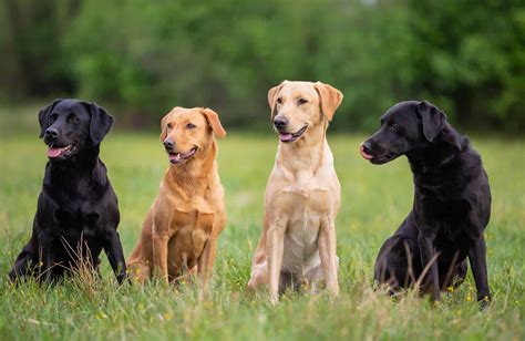 Different Styles of Labrador Pages You Can Find