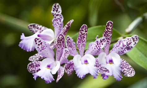 Different Types Of Cattleya Orchids