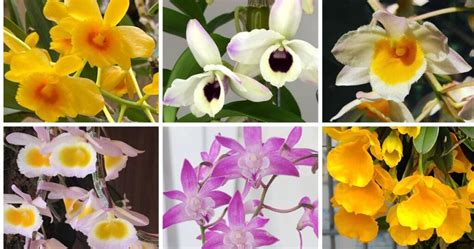 Different Types Of Dendrobium Orchids