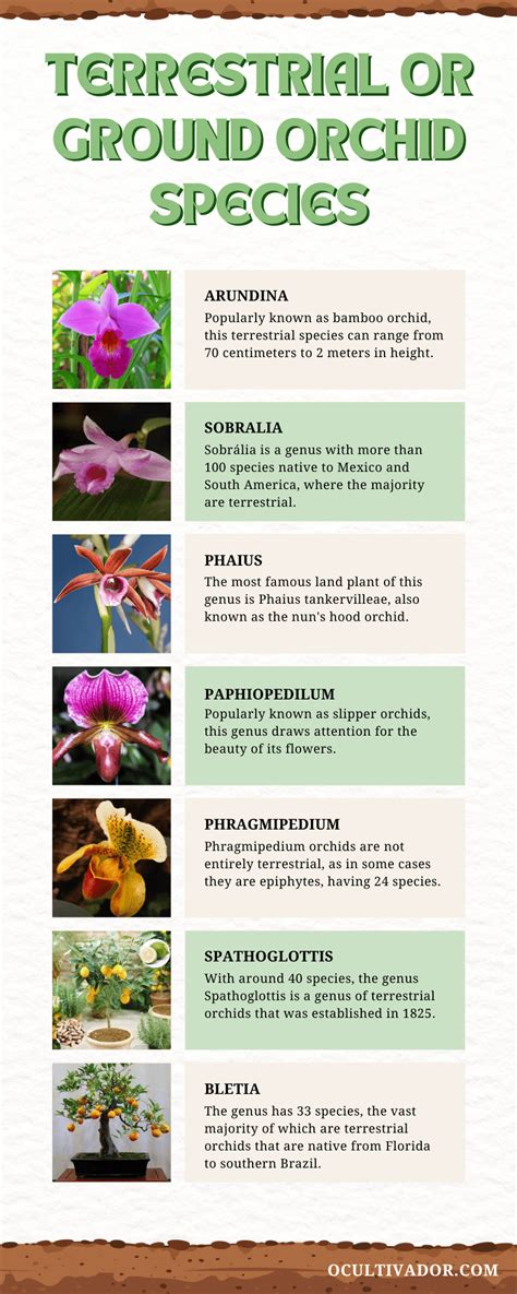 Different Types Of Ground Orchids