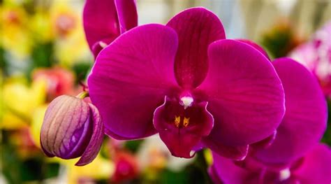 Different Types Of Moth Orchids