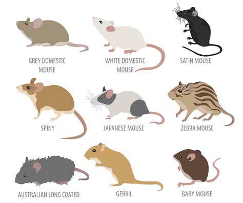 Different Types Of Mouse Sounds
