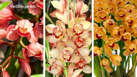 Different Types Of Orchids Pictures