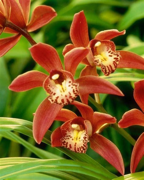 Different Types Of Red Orchids
