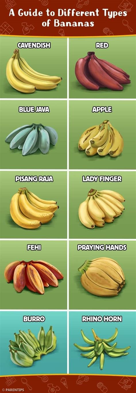 Different Types of Bananas
