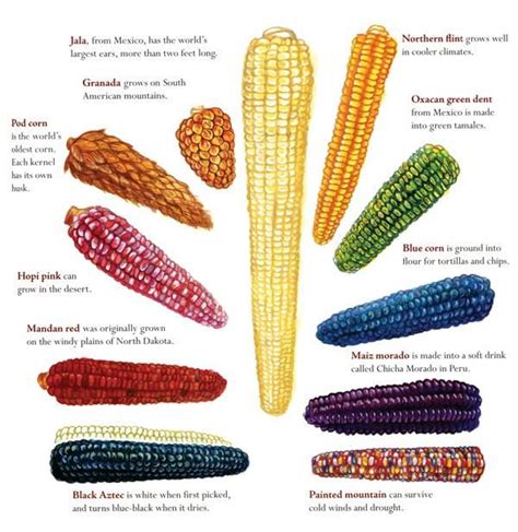 Different Types of Corn and Their Impact
