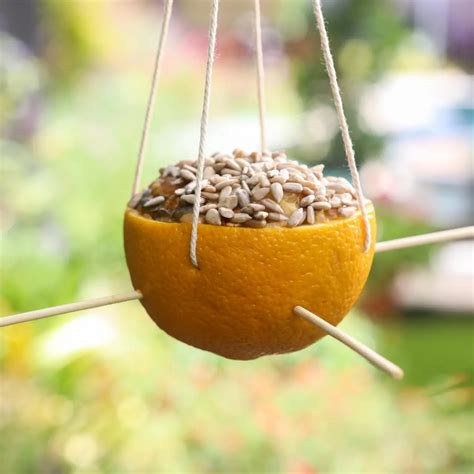 Different Types of DIY Bird Feeders