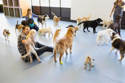 Different Types of Dog Boarding Options