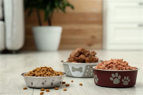 Different Types of Dog Food Can Options