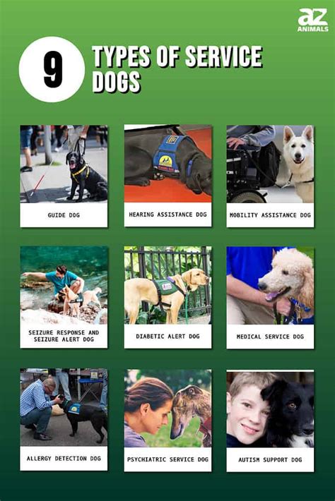 Different Types of Dog Trainer Services Available