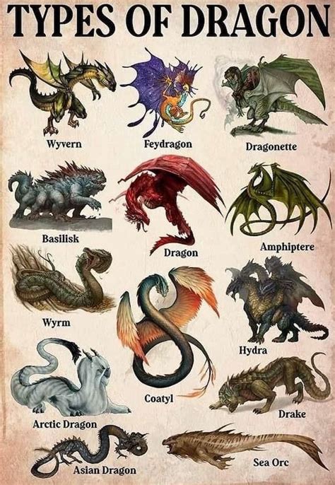 Different Types of Dragon Images To Explore