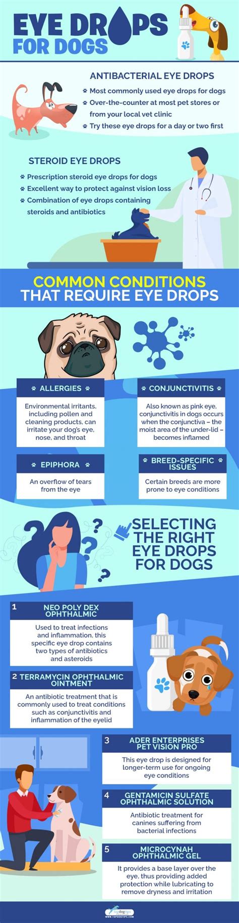 Different Types of Dry Eye Drops for Dogs