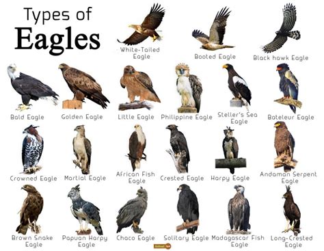 Different Types of Eagle Designs You Can Find