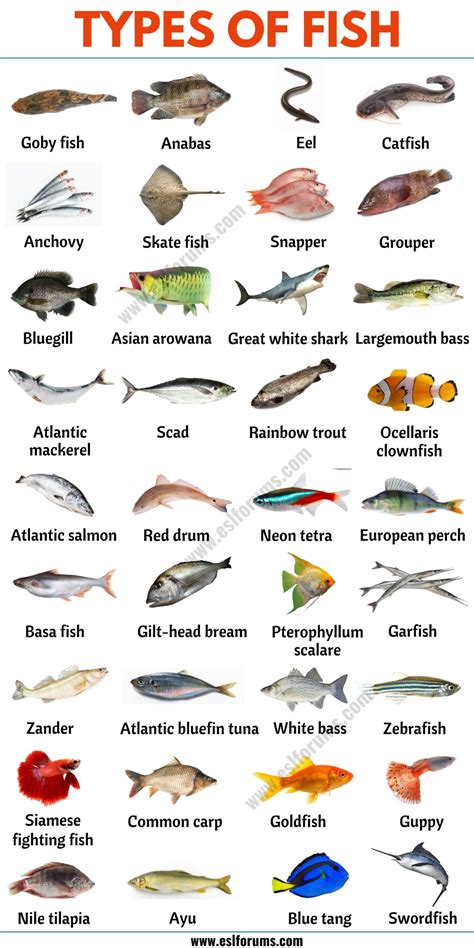 Different Types of Fish Require Different Feeding Frequencies