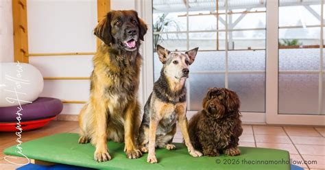 Different Types of Flagstaff Dog Boarding Options