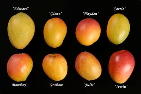 Different Types of Florida Mango Lights