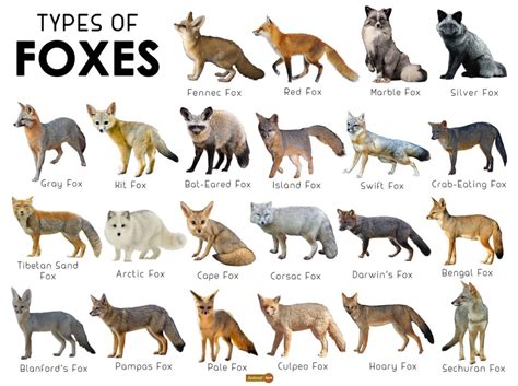 Different Types of Foxes to Color