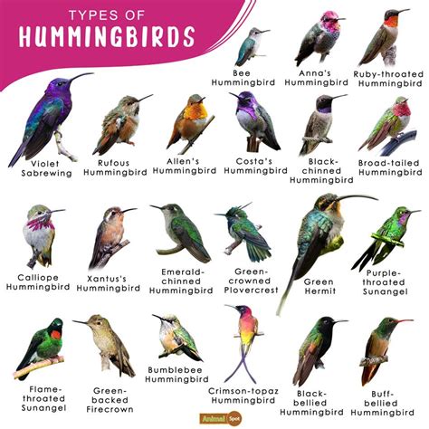 Different Types of Hummingbirds