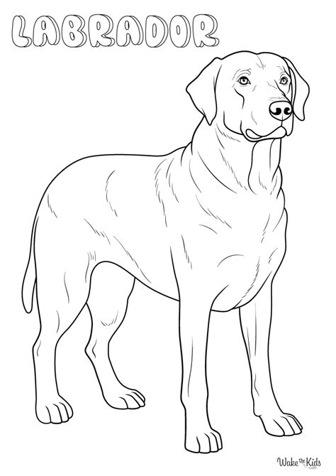 Different Types of Labrador Coloring Pages You Can Find