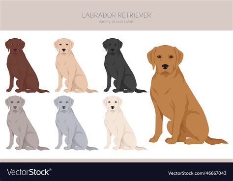 Different Types of Labrador Poses and Styles