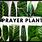 Different Types of Prayer Plants