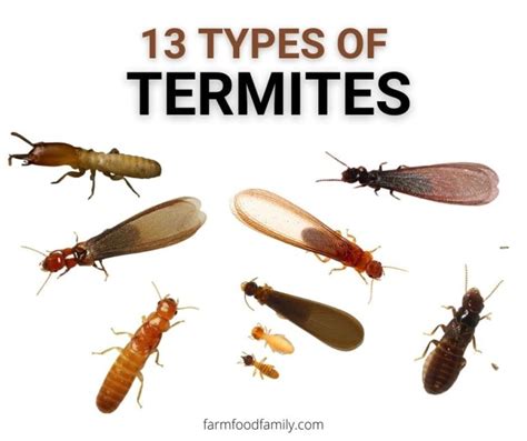 Different Types of Termites and Why It Matters