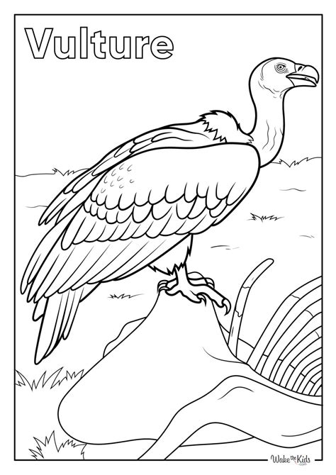 Different Types of Vulture Coloring Pages