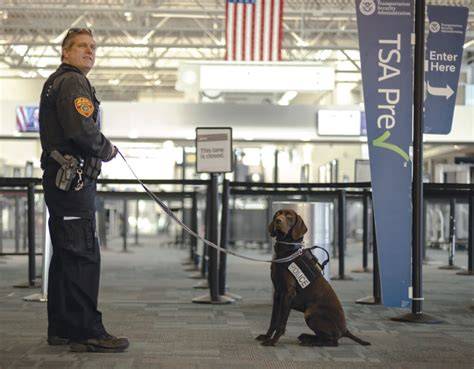 Different Types of Working Dogs in TSA