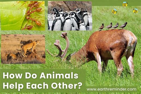 Different Ways Animals Help Each Other