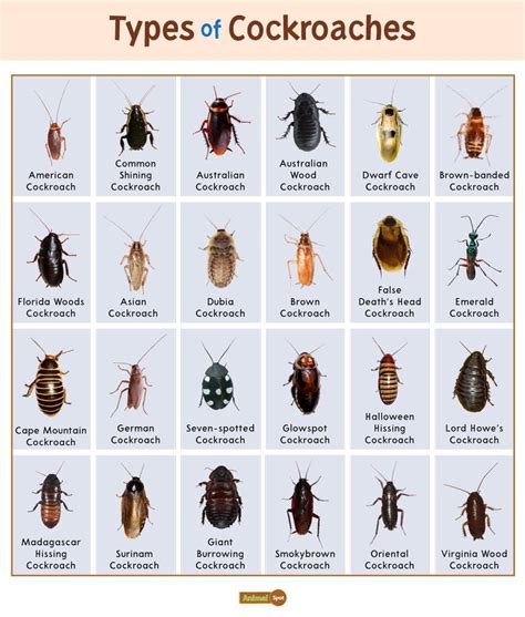 Different types of cockroaches