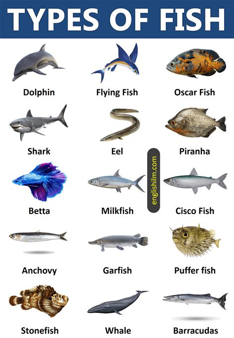 Different types of fish