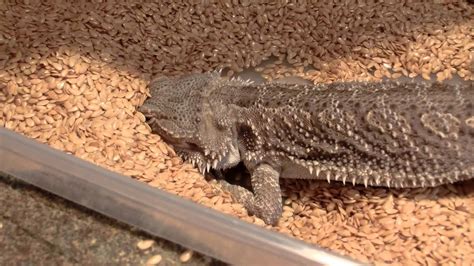 Dig Box For Bearded Dragon