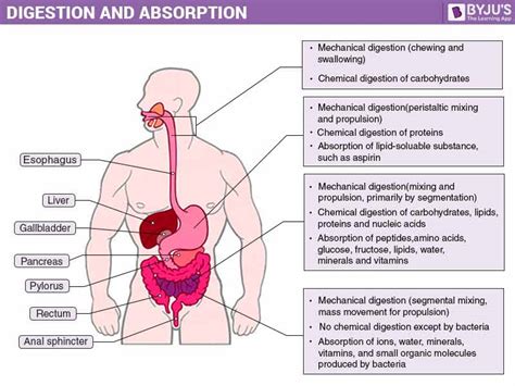Understanding the Digested Definition in The Outsiders