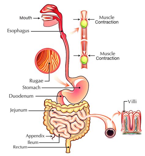 Digestive System