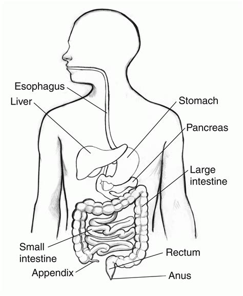 Digestive System Color Page