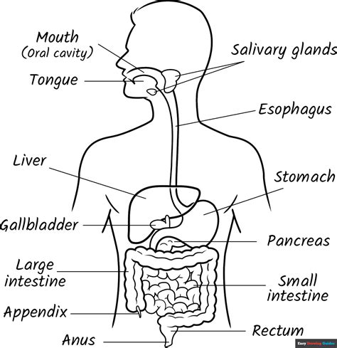 Digestive System Coloring Page