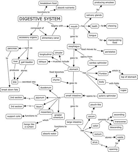 Concept Map Digestive System garmentmoms