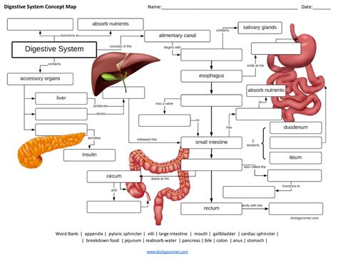 15 Best Images of Human Anatomy Physiology Worksheets Unlabeled
