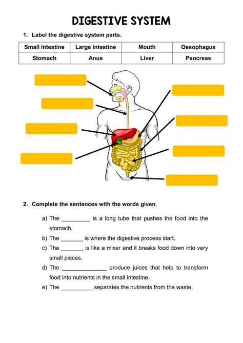 Unravel the Wonders of Your Digestive System with an Illustrative Diagram Worksheet