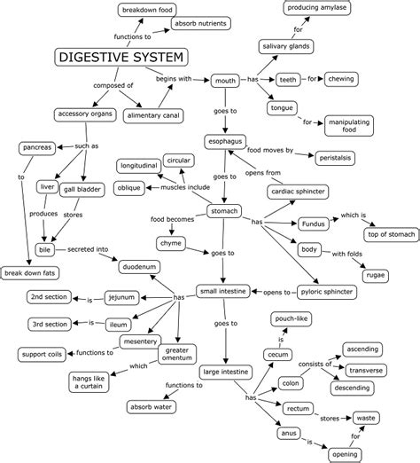 Digestive System Functions Concept Map Answer Key