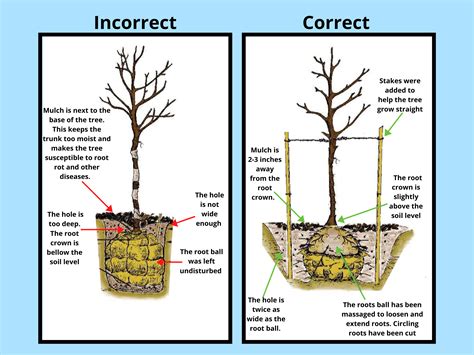 Digging Deep: Removing the Root Crown