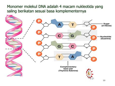 Diketahui Salah Satu Rantai DNA dengan Urutan Basa N GTS