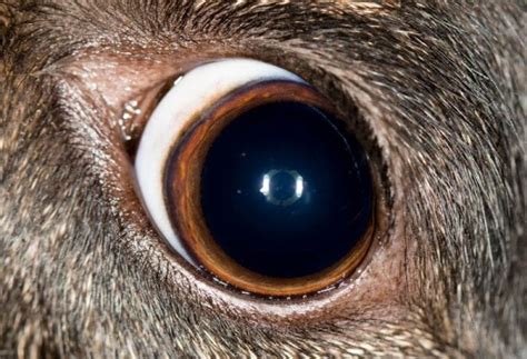 Dilated Pupils in Dogs: Causes, Symptoms, and Treatment
